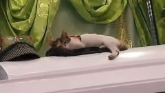 最愛の「おかあさん」の棺に飛び乗り、いつものように寄り添おうとする猫