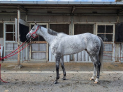 【競馬】ハッピーミークが引退　繁殖入り