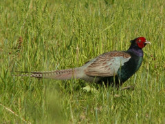 国鳥の雉（キジ）かわいい