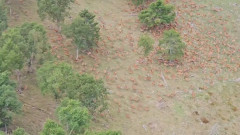 【画像】長野県さん、鹿に奪われる。　想像の8.6倍の数の大量繁殖！！