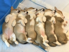 【画像】イッヌさんが並んで寝てる画像、可愛すぎるｗｗｗｗｗｗｗｗｗｗｗｗｗｗｗｗ🐕🐕🐕🐕