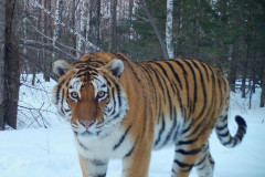 ロシア「お前らの国に生息する最大のネコ科の動物といえば何？」