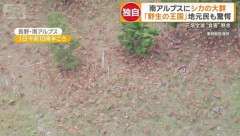 南アルプスにシカの大群　山肌埋め尽くす500頭　地元住民「見たことない」