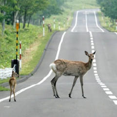 【動画】長野県の鹿大繁殖、ネット民の想像の5倍ヤバいwwwwwwwwwwwwww
