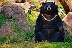 体長約1メートルのツキノワグマに襲われる 森林調査中の40代男性が軽傷＝浜松市天竜区