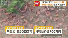南アルプスにシカの大群　山肌埋め尽くす500頭　地元住民「こんな数は見たことない」