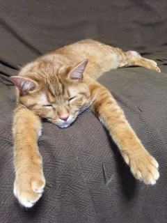 宝くじで高額当選！旦那には当選金を少なく言ったんだけど、旦那は勝手に仕事を辞め、車を買い、他の女と住むマンションを契約したので離婚。→裁判で・・・旦那「」←アホかｗ