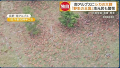 【南アルプス】山に500頭以上の鹿の大群が出現