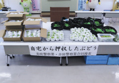 【海外の反応】「絶対外国人の仕業だと騒いでいたのにｗ」シャインマスカットなどを盗んだ犯人として42歳の日本人が逮捕されたぞ