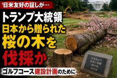 【速報】トランプ大統領、日米友好の証しとして日本から贈られた桜の木を伐採か ゴルフコース建設計画のために…
