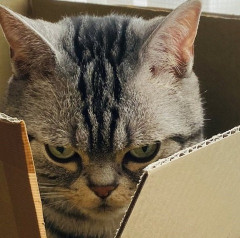 小梨夫婦の妻ですが、犬を飼いたいと思っています。夫「俺も飼いたいけど子供ができるかもしれないから・・・」私達は体外受精をしないと子供ができないと医者に言われているのに。