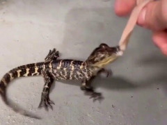 肉に噛みついた手のひらサイズの赤ちゃんワニ、一丁前にデスロールを繰り出す「可愛さで死ぬ」【海外の反応】