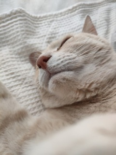 どうも、猫です。（※画像あり）