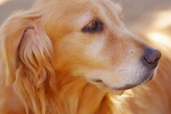 【悲報】石田ゆり子さん、愛犬の死から1ヶ月…現在の心境と「ある行動」が泣ける・・・