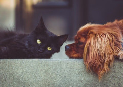 犬か猫飼いたいけど嫁が猛烈に反対する
