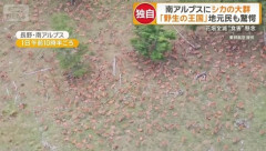 標高2000ｍの南アルプスにシカの大群…