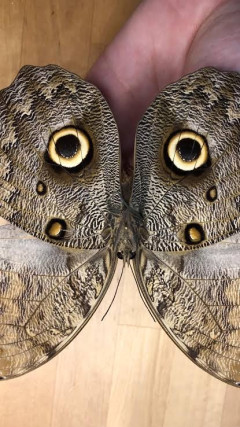 【画像】この虫怖すぎワロタｗｗｗｗｗｗｗｗｗｗｗｗｗｗｗｗｗｗｗ