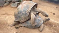 【動画】交尾中のゾウガメの声、“アレ”にしか聞こえないと話題にｗｗｗｗｗｗｗｗｗ