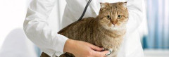 【悲報】猫飼ったんやが、ペット保険って入ったほうがいいんか?