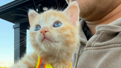現場猫が誕生。ショベルカーに潜んでいた子猫が救助され、作業員の家族になる