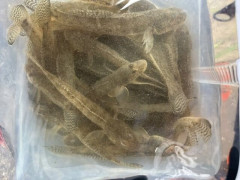 魚釣り行ってきた