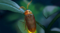 1億年前の琥珀に閉じ込められていた甲虫は新種だった。未知の触角をもつホタルの近縁種