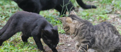 多頭飼いしてる人は毛触りだけで個体識別出来る？【再】