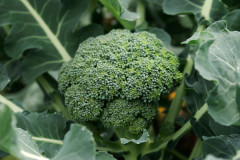 頼むからお前ら『ブロッコリー🥦』を食ってくれ。マジで最強の野菜だから