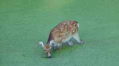 奈良公園「池にアオウキクサが異常繁茂して困った」　？？「僕たちに任せるｼｶ！どんどん食べるｼｶ！」