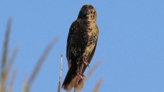 半分オスで半分メス。雌雄モザイクの鳥がメスと結ばれヒナが誕生