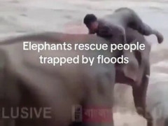 洪水の濁流に象が入っていき、流されていた男に近づく「野生の象じゃない、この人の飼い象だ」【海外の反応】