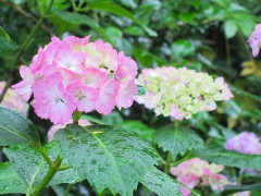 【ひどい】キャンプで嫌いな元ママ友一家と鉢合わせ。元ママ友「私さんとこだけ日陰のサイトずるい。火がつかなくて困ってても私さんは無視するしぃ、もうなんでー？」