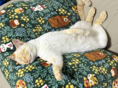 野良を卒業した猫、たった2日でこうなる⇨家猫デビューした2匹の寝姿に「最高」「野生の本能はどこにW」の声