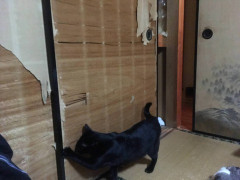 夜中に寝ていたら妙な気配がして目が覚めた 横になって薄目を開けていたら、生暖かい風と共に何か黒いものが顔を横切った気がした【再】