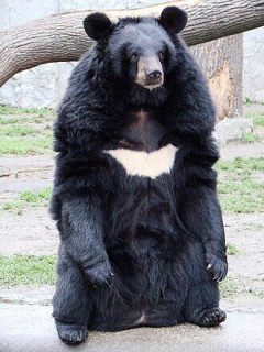 【秋田大学がクマに襲われた人のデータを分析】クマ外傷は顔が9割、失明・失血死も・・・クマ被害は「山」で起きるというイメージとは異なり、75%は「人里」で発生していた