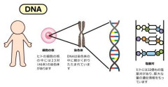 【悲報】優生思想って避けられんくね？