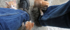 うちの猫様たちはそれぞれ好みがあるようで【再】