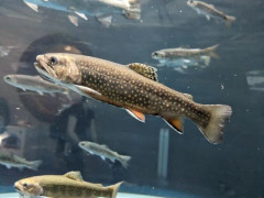 「オスしか生まない超オス」放流から6年、外来種ブルックトラウトのメス根絶に成功