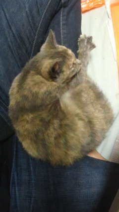 保護から30分でストーカー猫に転職しました【再】