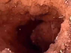 地面に開いた穴が砂煙を上げていた。中に何かいる。モグラかな？ → その正体は…