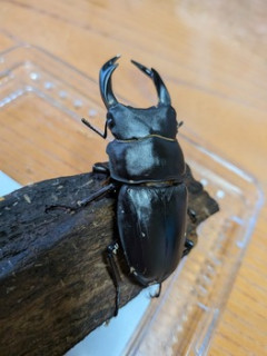 ワイ、朝っぱらからオオクワガタと戯れる（※画像あり）