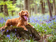 嫁「犬が病気になった。200万かかっても絶対に治す！」俺（俺の年収は300万なんだけど……？）