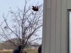 木から落ちてくる子グマ、下で布を広げる男3人——受け止める寸前で終わる動画【海外の反応】