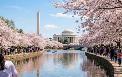 トランプ大統領、日米友好の証しとして贈られた桜の木を伐採か…ゴルフコース建設計画のために！