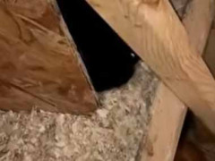 ニワトリ小屋に卵を取りに行った。あら、そんなところに → 違うモノがおりました…