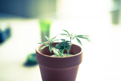 3つのスーツケースから31kgの大麻を発見　63歳の女性をラゴス空港で逮捕