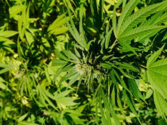 【困惑】なんで大麻が違法なんだ?酒、タバコよりマシなら解禁するべきでは?wwwwwwwwww