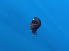 「生きた姿の撮影は史上2度目」牙だらけの深海魚クロアンコウが明るい海面近くを漂う【海外の反応】