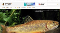 【アメリカ】「超オス」の放流開始から6年、外来マスのメスの根絶に成功