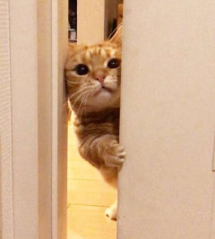 一番かわいい猫画像を貼った人が優勝